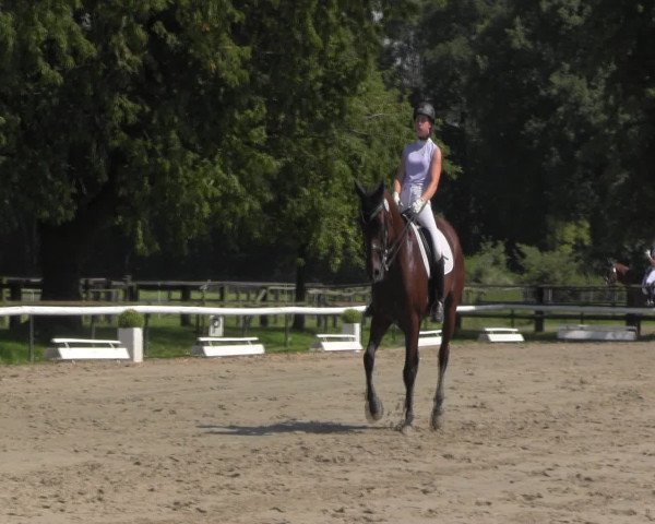Reitturnier Recklinghausen 2016