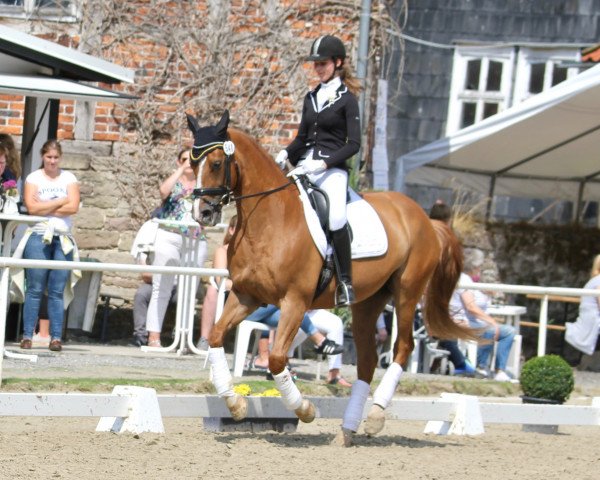 Zuchtstute Min Maity (Hannoveraner, 2003, von More and More) Zuchtstute Min Maity (Hannoveraner, 2003, von More and More)