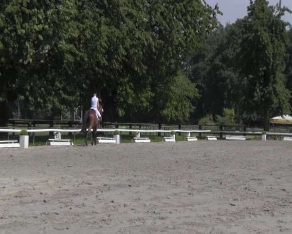 Reitturnier Recklinghausen 2016