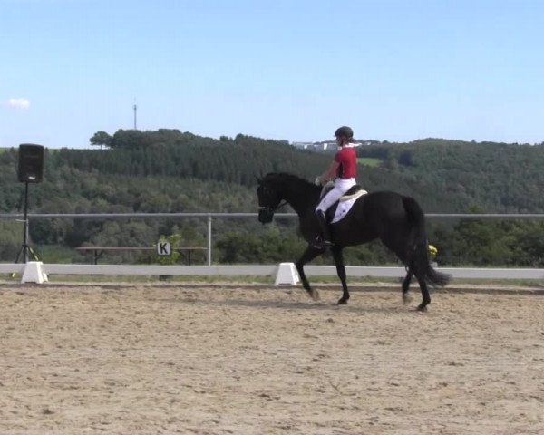 Reitturnier Bühren-Breckerfeld 2016