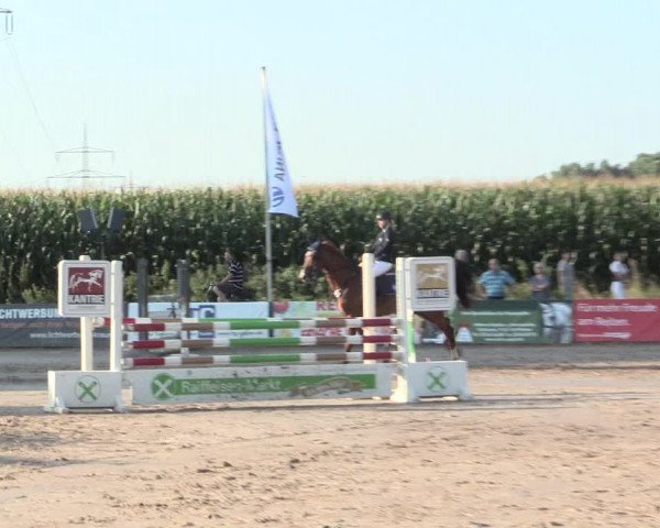 Reitturnier Recklinghausen 2016