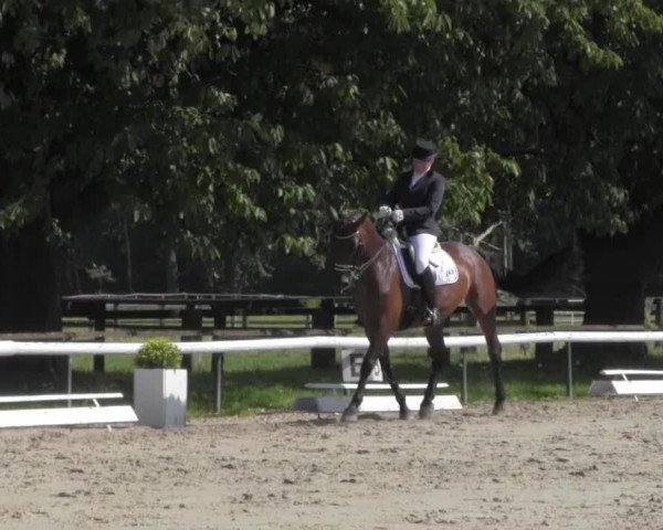 Reitturnier Recklinghausen 2016