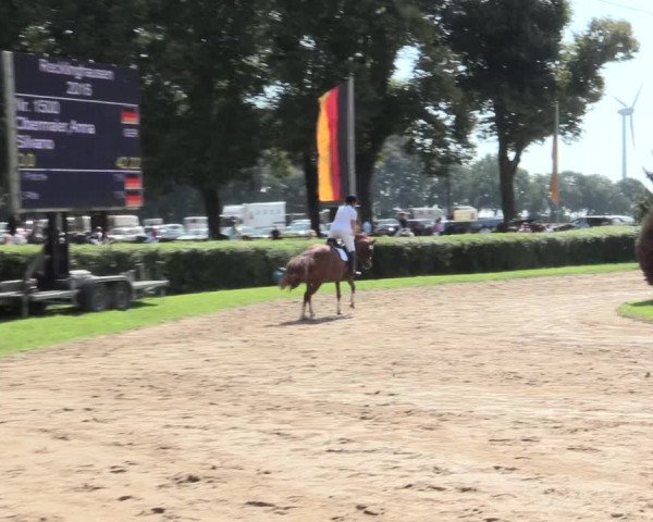Reitturnier Recklinghausen 2016