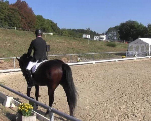 Reitturnier Bühren-Breckerfeld 2016