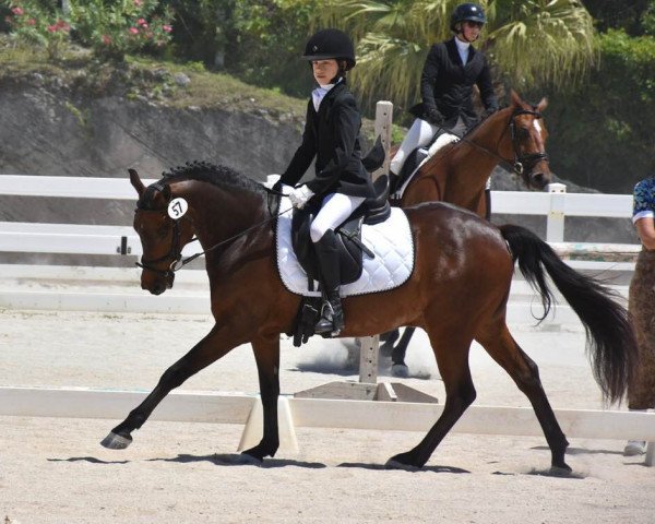 Dressurpferd Edelweiss (Cago S) (Deutsches Reitpony, 2007, von Cyriac WE)