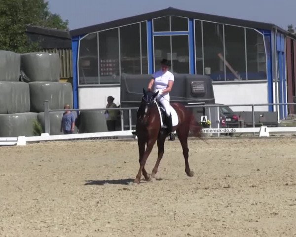 Reitturnier Bühren-Breckerfeld 2016