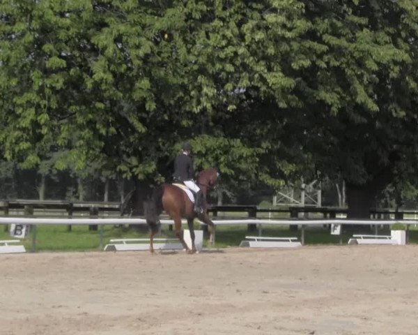 Reitturnier Recklinghausen 2016