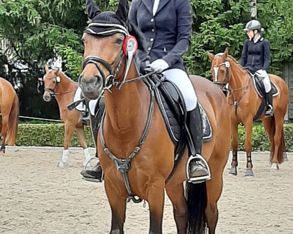 jumper Shira 136 (German Warmblood, 2013)