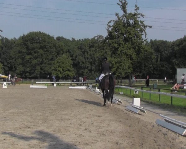 Reitturnier Recklinghausen 2016