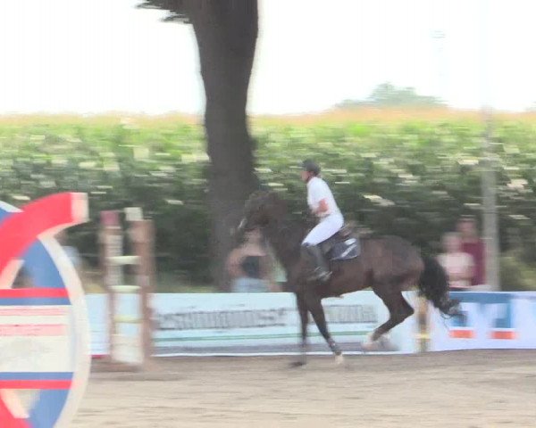 Reitturnier Recklinghausen 2016