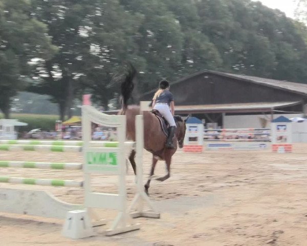 Reitturnier Recklinghausen 2016