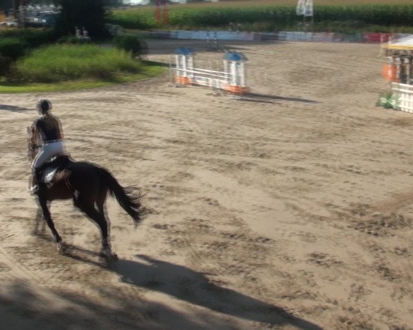Reitturnier Recklinghausen 2016