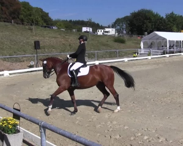 Reitturnier Bühren-Breckerfeld 2016