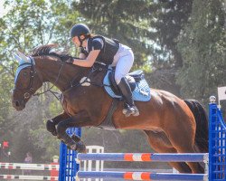 jumper Thyphoon (KWPN (Royal Dutch Sporthorse), 2006, from Tinky Winky)