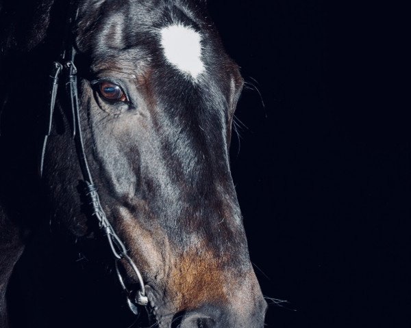 dressage horse Rocko 94 (Oldenburg, 2003, from Rohdiamant)