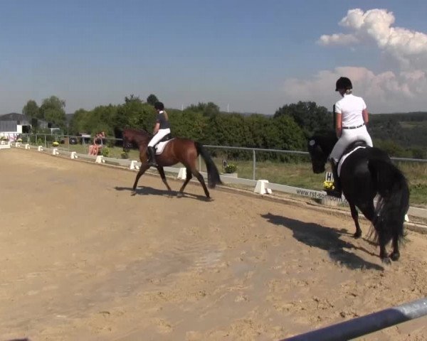 Reitturnier Bühren-Breckerfeld 2016