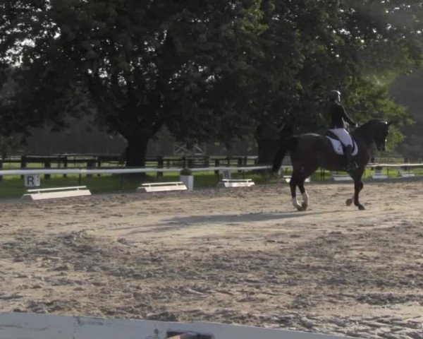 Reitturnier Recklinghausen 2016