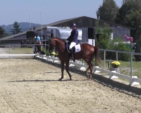 Reitturnier Bühren-Breckerfeld 2016