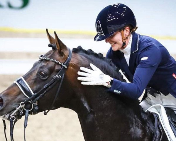 Stallion Apache (KWPN (Dutch Warmblood), 2005, from UB 40)