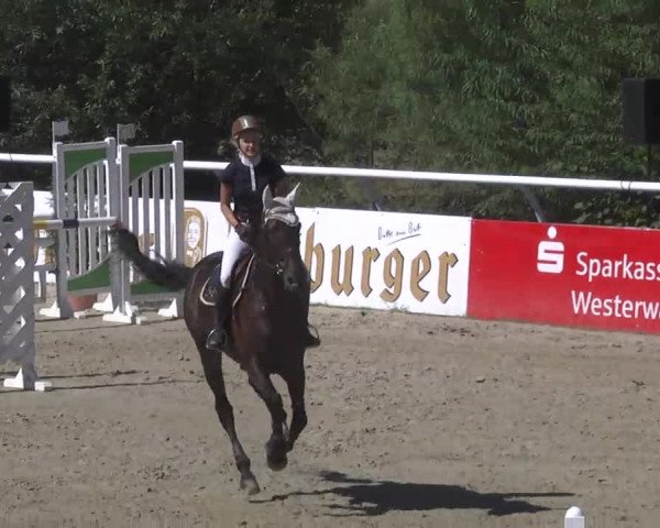 Summermeeting der Springreiter Hachenburg 2016
