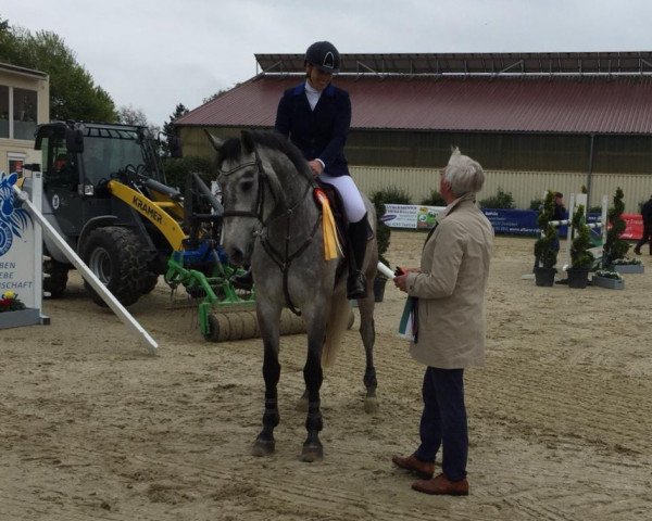 jumper Nils 157 (Holsteiner, 2014, from Nekton)