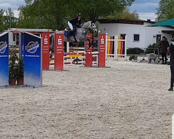 jumper Cookie 79 (Holsteiner, 2012, from Corrado I)