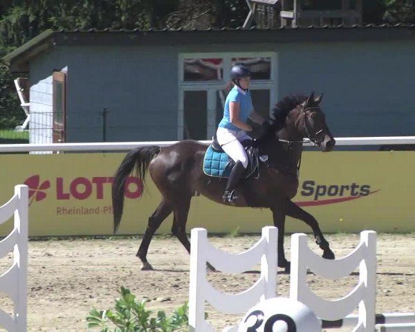 Summermeeting der Springreiter Hachenburg 2016
