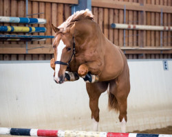 jumper Kannthago (KWPN (Royal Dutch Sporthorse), 2015, from Kannan)