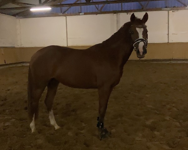 horse Sanita (German Riding Pony, 2017, from Coke saint of the Life)
