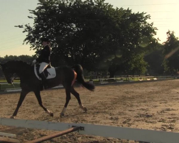 Reitturnier Recklinghausen 2016