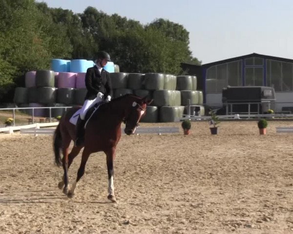 Reitturnier Bühren-Breckerfeld 2016