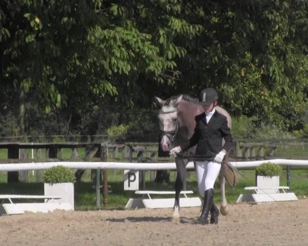 Reitturnier Recklinghausen 2016