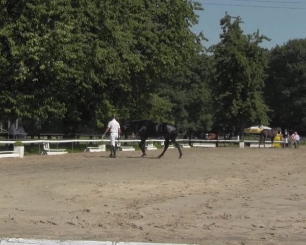 Reitturnier Recklinghausen 2016