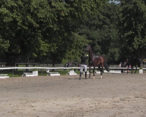 Reitturnier Recklinghausen 2016