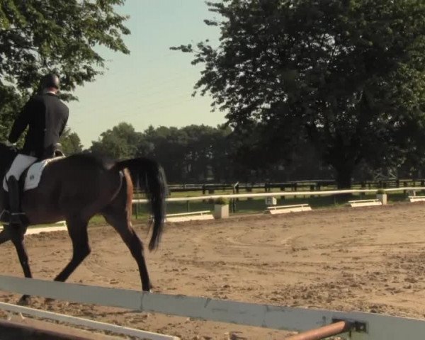 Reitturnier Recklinghausen 2016