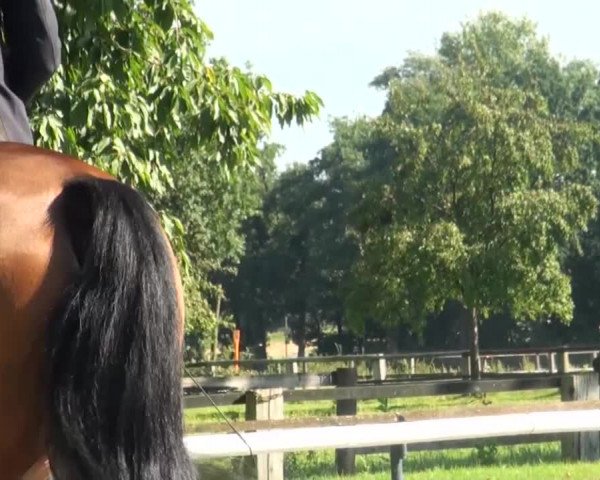 Reitturnier Recklinghausen 2016