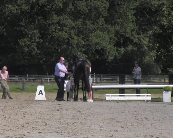 Reitturnier Recklinghausen 2016