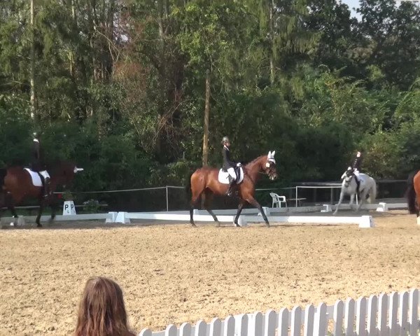 Reitturnier Düren - An der Kuhbrücke 2016