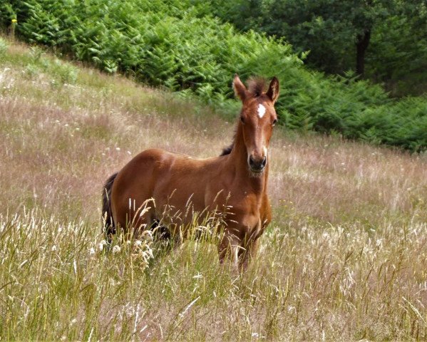 Pferd Aragon (Westfale, 2019, von All Music)
