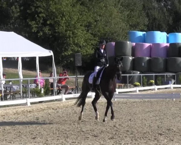 Reitturnier Bühren-Breckerfeld 2016