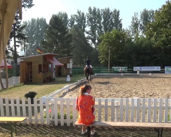 Reitturnier Düren - An der Kuhbrücke 2016