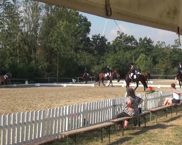 Reitturnier Düren - An der Kuhbrücke 2016