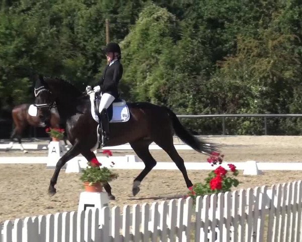 Reitturnier Düren - An der Kuhbrücke 2016