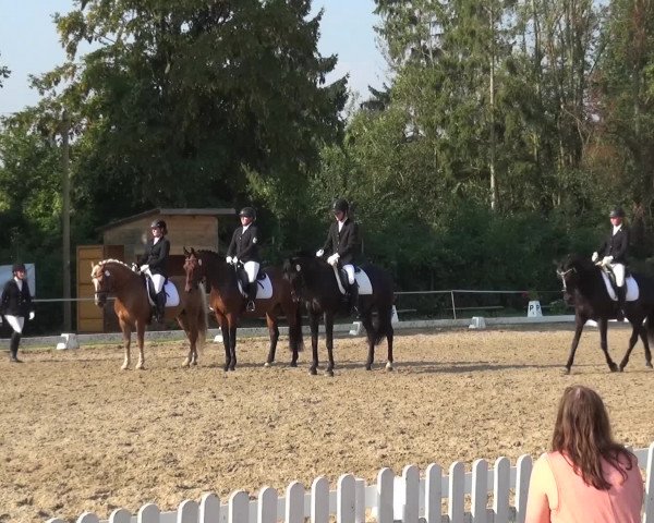 Reitturnier Düren - An der Kuhbrücke 2016