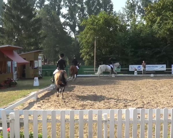 Reitturnier Düren - An der Kuhbrücke 2016
