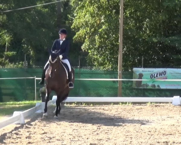 Reitturnier Düren - An der Kuhbrücke 2016