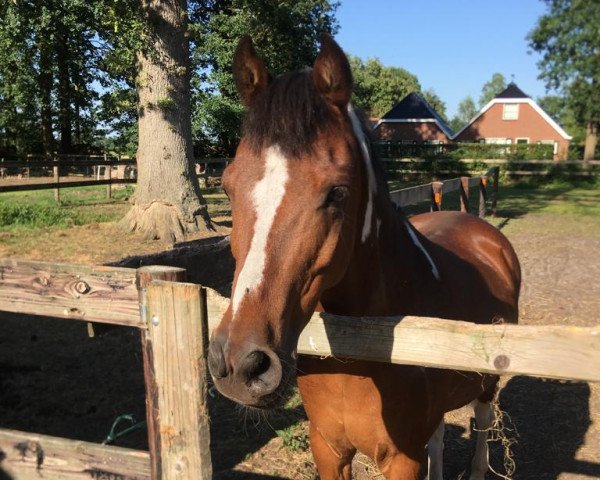 horse Rudi Carrell (Dutch Pony, 2006)