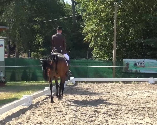 Reitturnier Düren - An der Kuhbrücke 2016