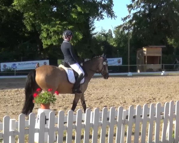 Reitturnier Düren - An der Kuhbrücke 2016