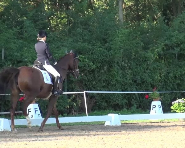 Reitturnier Düren - An der Kuhbrücke 2016